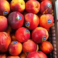 نیرو کار خانم