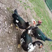 اردک روسی|پرنده|ماسال, |دیوار