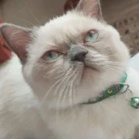 گربه نر سفید|گربه|تهران, گلستان (شهرک راه آهن)|دیوار