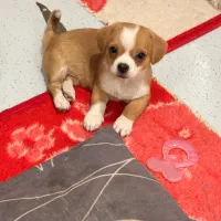 فروشی|سگ|چالوس, |دیوار