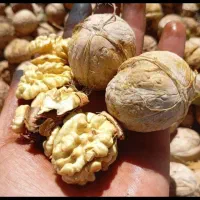 خریدار و فروش بادام به قیمت تجاری|عمدهفروشی|بن, |دیوار