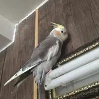 عروس هلندی نر هشت ماهه|پرنده|اصفهان, شهرک کوثر|دیوار