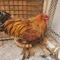 خروس برهما توافقی