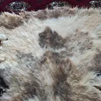 پوست گوسفند و گاو|صنایع دستی و سایر لوازم تزئینی|آق قلا, |دیوار