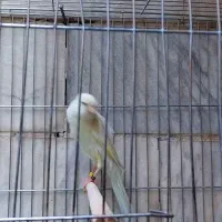 قناری رسمی بلند|پرنده|ری, دیلمان|دیوار