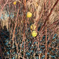 نهال سیب پایه مالینگ M7 (Malling M7)|خدمات باغبانی و درختکاری|پیرانشهر, |دیوار