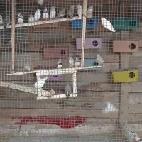 فنچ سرحال وعالی حدودا ۲۵ تا۳۰ جفت|پرنده|چابهار, |دیوار