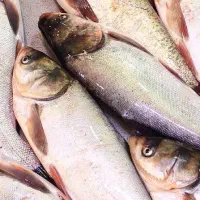 کارگر ماهر ماهی فروشی