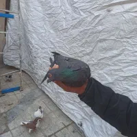 معاوضه رنگه با المانی|پرنده|مشهد, ایثار|دیوار