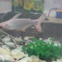 ماهی پنکوسی البینو(کوسه)|ماهی|یزد, |دیوار