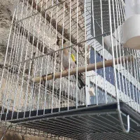 سهره .انتیک.قناری|پرنده|خمینیشهر, |دیوار