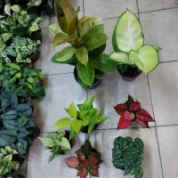 گل دیفن لیمویی پتوس منجولا