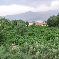فروش ملک کشاورزی در روستایی اقایی بروجرد
