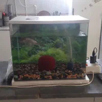 آکواریوم شیشه خم با وسایل بدون ماهی|ماهی|قائن, |دیوار