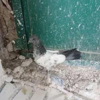 کبوتر پاکستانی|پرنده|سرپل ذهاب, |دیوار