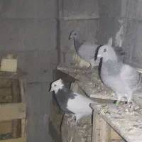 فروش کبوتر رنگی وپلاکی|پرنده|بهبهان, |دیوار
