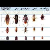 سم پاشی و ضد عفونی ساختمان