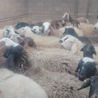 میش سر مایه