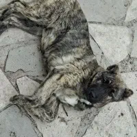 توله ماده سگ کانگال چاپار