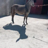 فروش ۸عدد قاطر|حیوانات مزرعه|لاران, |دیوار