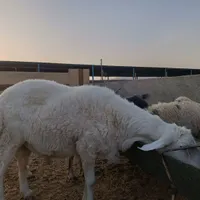 تعدادی‌قو‌چ‌و‌گوسفند‌فروشی|حیوانات مزرعه|زاهدان, |دیوار