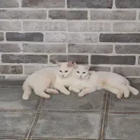 گربه