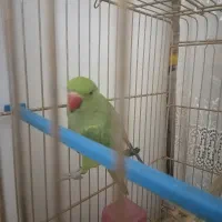 ملنگو بازی گوش