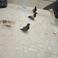 سرور دم سفید سینه سیاه