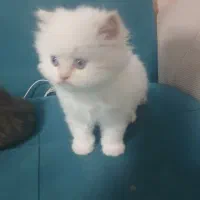 توله گربه پرشین|گربه|شیراز, کوشک میدان|دیوار