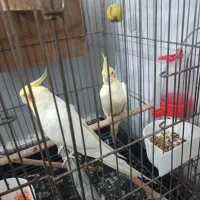 عروس هلندی لوتینو|پرنده|حمیدیا, |دیوار