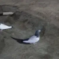 کبوتر|پرنده|شراء, |دیوار