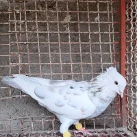 کوهی همدانی معمولی|پرنده|شوشتر, |دیوار