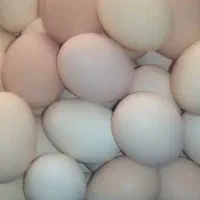 تخم مرغ محلی