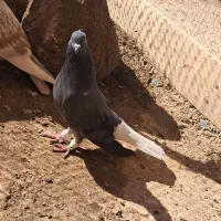 بشرط زد خوردی از همه لحاظ میزان|پرنده|قزوین, |دیوار