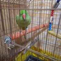 دو عدد طوطی ملنگو رام