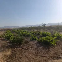 باغ، یک هکتار با سند رسمی