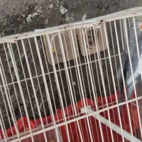 عروس هلندی نر بالغ|پرنده|زابل, |دیوار