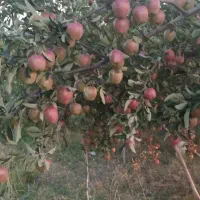 سیب|خوردنی و آشامیدنی|مهربان, |دیوار