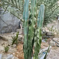 کاکتوس|گل و گیاه طبیعی|کاکی, |دیوار