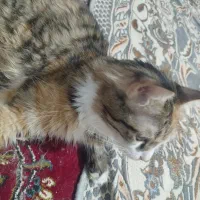 واگذاری گربه مو بلند