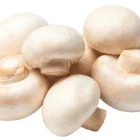 اجاره 4عدد سالن قارچ با امکانات صنعتی و‌بروز