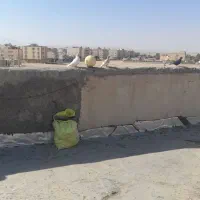 کبوتر|پرنده|شاهین‌شهر, شهرک گلدیس|دیوار