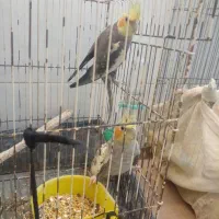 عروس هلندی|پرنده|نوشهر, |دیوار