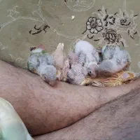 جوجه عروس هلندی جوجه گرینچیک عروس لوتینو گرینچیک|پرنده|مشهد, سپاد|دیوار