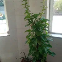 ویلایی-فول-لاکچری-متراژ-285-متری