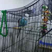 مرغ عشق انگلیسی|پرنده|بابل, |دیوار