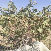 هرس کاری پسته و چاه کنی فاضلاب