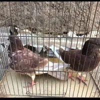 کبوتر سرخ|پرنده|اصفهان, گورت|دیوار