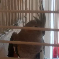 عروس هلندی جفت به شرط جوجه|پرنده|نجف‌آباد, ویلاشهر|دیوار