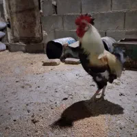 یک عددخروس داشتی وچاق700